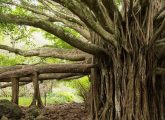 बरगद के पेड़ के 14 फायदे और नुकसान - Banyan Tree (Bargad) Benefits ...