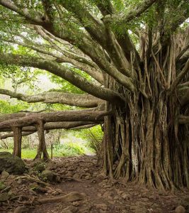 Banyan Tree (Bargad) Benefits and Side Effects in Hindi