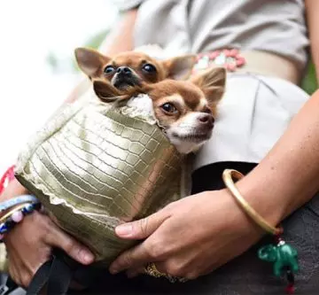 Dogs As Accessories