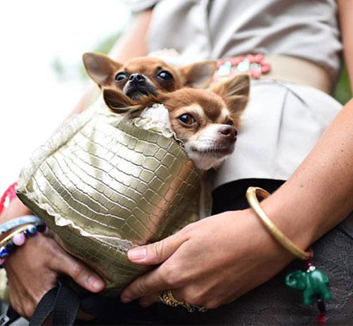 Dogs As Accessories