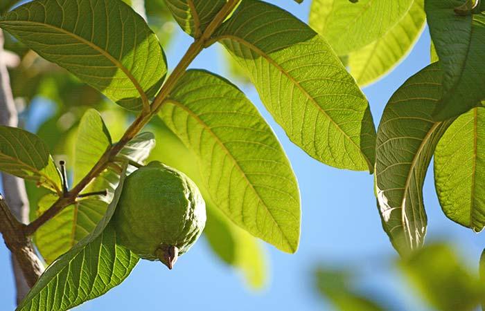 Guava leaves