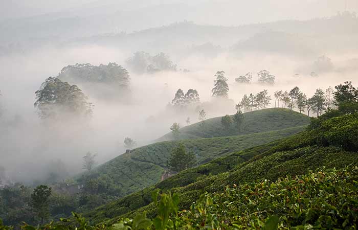 Munnar, Kerala 