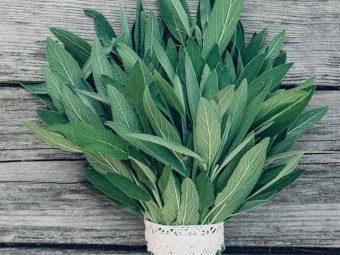 Sage Benefits and Side Effects in Hindi