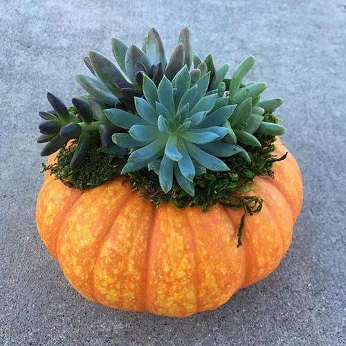 Succulent Centerpiece