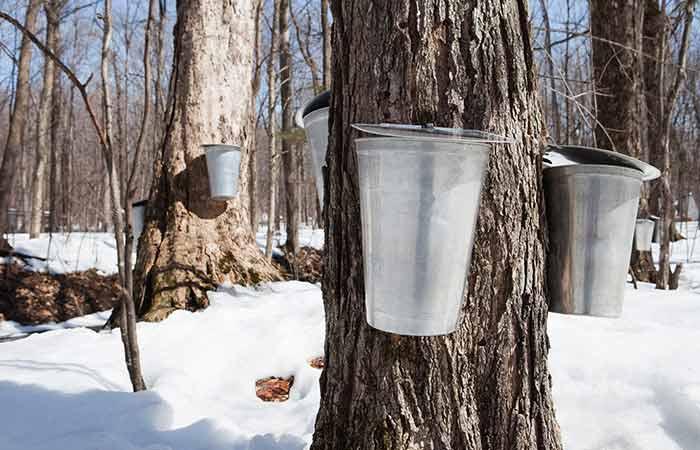 What is Maple Syrup in Hindi