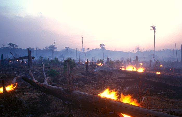 eco-system and supports the wildlife as well.