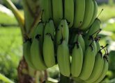 कच्चे केले के 8 फायदे, उपयोग और नुकसान – Green (Raw) Banana ...
