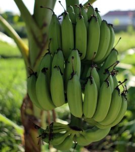 Green (Raw) Banana Benefits and Side Effects in Hindi