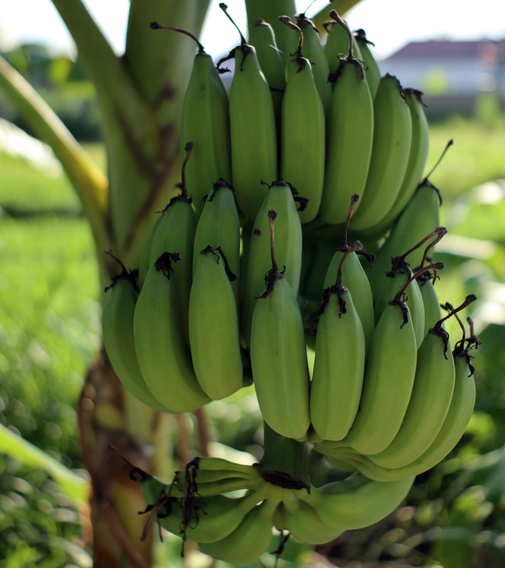 कच्चे केले के 8 फायदे, उपयोग और नुकसान – Green (Raw) Banana Benefits and Side Effects in Hindi