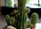 Cactus (Nagfani) Benefits and Side Effects in Hindi