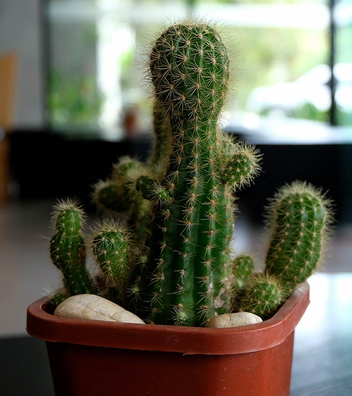 नागफनी के 11 फायदे और नुकसान - Cactus (Nagfani) Benefits and Side ...