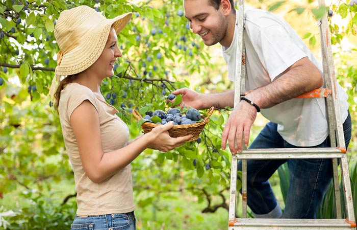 Go For Fruit Picking (If The Season Permits)