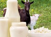 बकरी के दूध के फायदे और नुकसान - Goat Milk Benefits and Side Effects ...