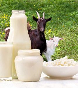 Goat Milk Benefits and Side Effects in Hindi