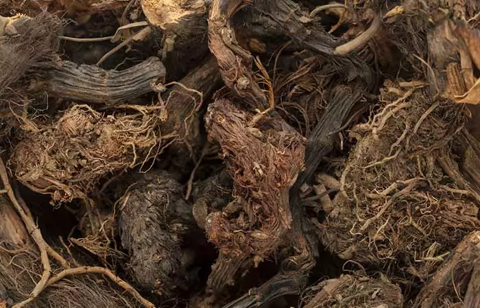 The Aromatic Jatamansi