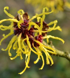 Witch Hazel Benefits and Side Effects in Hindi