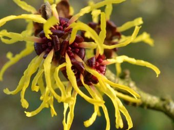 Witch Hazel Benefits and Side Effects in Hindi