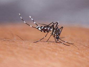 Dengue Fever Diet in Hindi