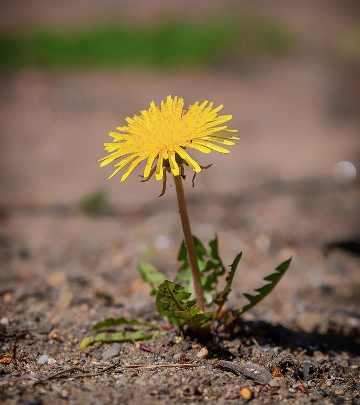 Hindi Meaning Of Dandelion