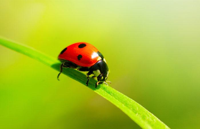 Carmine (Insect Dye)