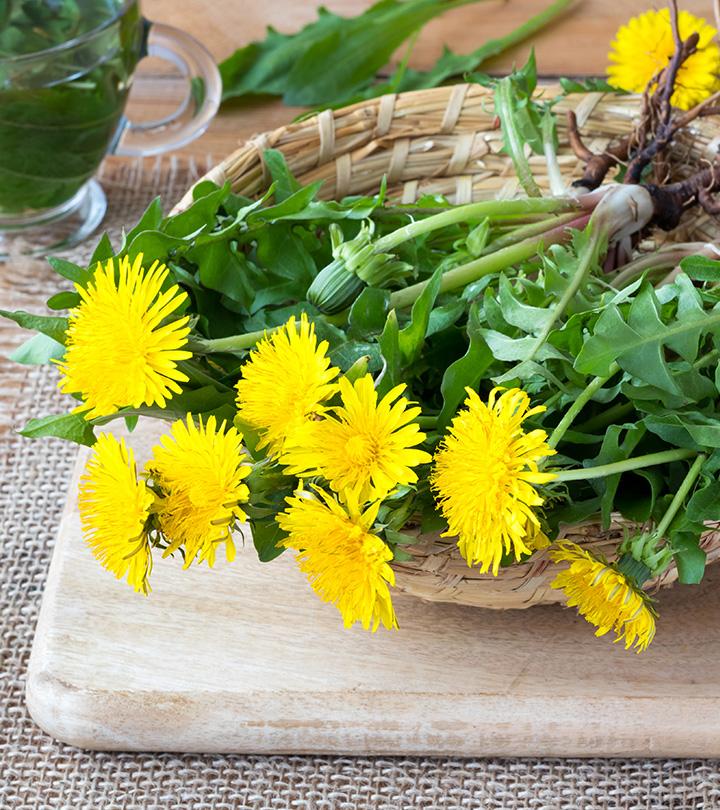 Dandelion In Hindi Name