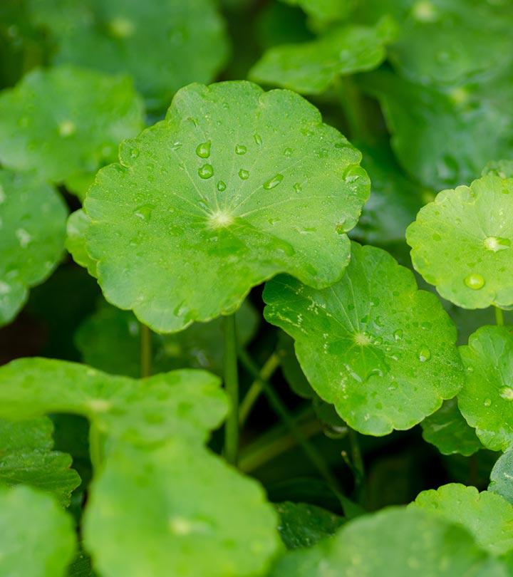 Gotu Kola (Mandukaparni) Benefits and Side Effects in Hindi