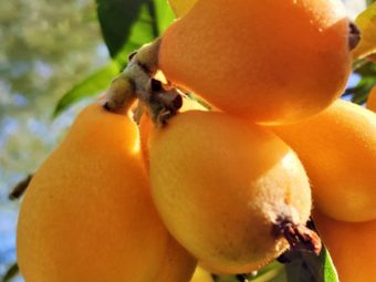 Loquat Benefits and Side Effects in Hindi