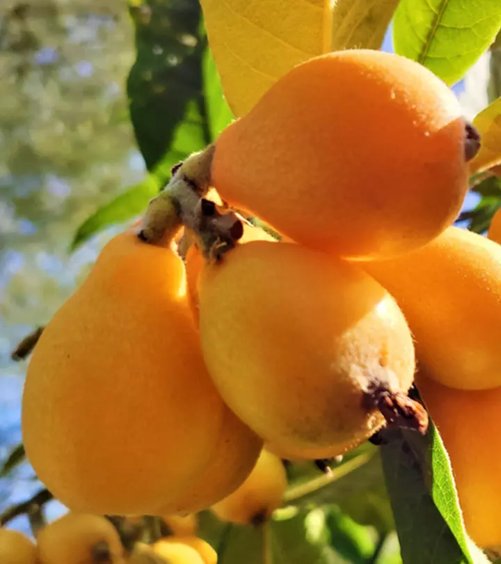 Loquat Benefits and Side Effects in Hindi