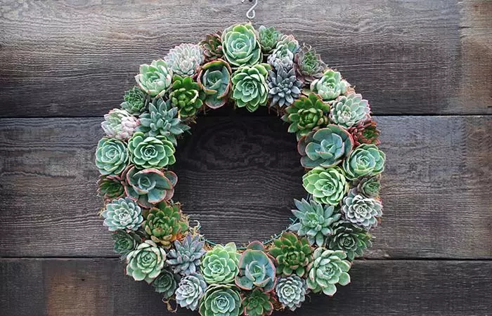 Succulent Wreath