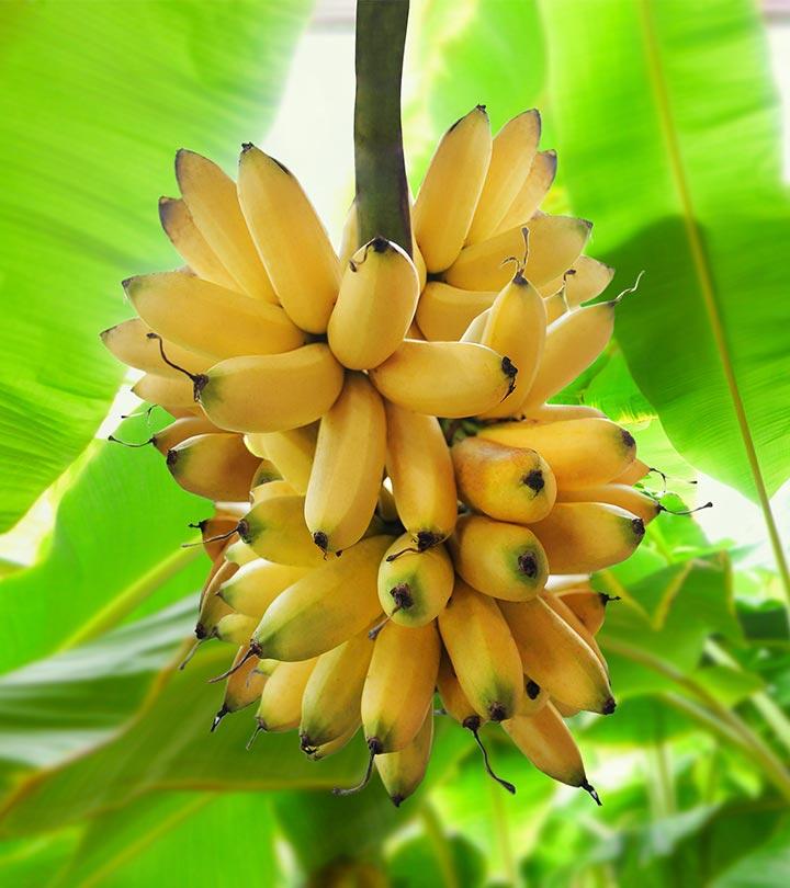 Banana Benefits, Uses and Side Effects in Bengali
