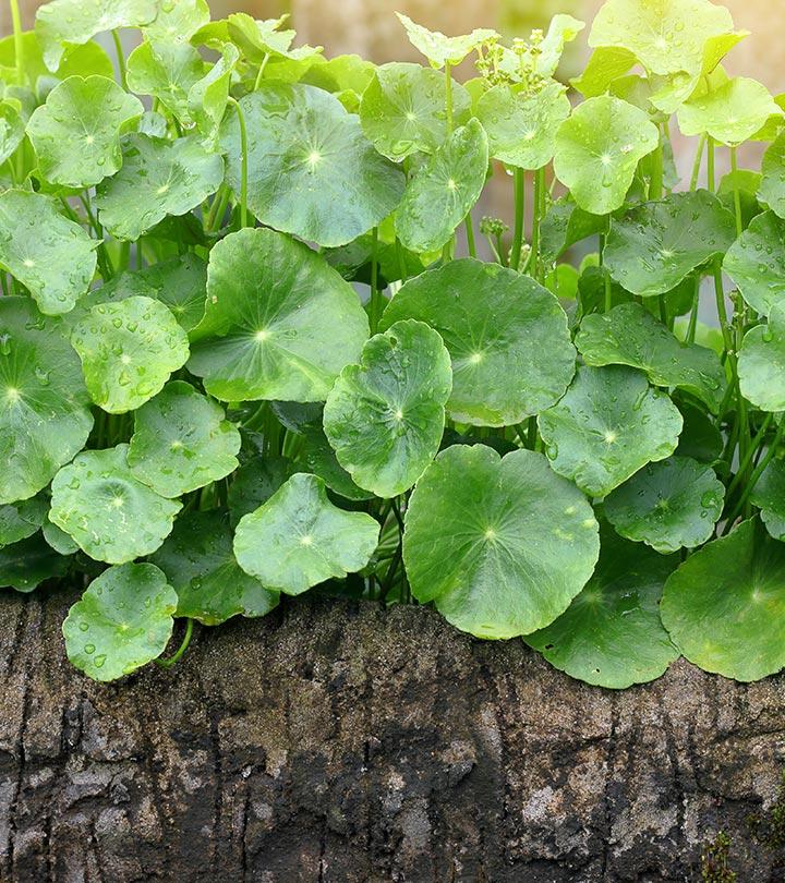 Gotu Kola Benefits and Side Effects in Bengali