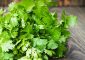 Benefits Of Coriander Leaves in Hindi