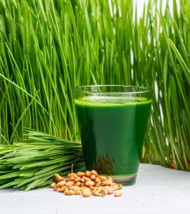 wheatgrass Benefits and Side Effects in Hindi