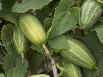 Pointed Gourd (Parwal) Benefits and Side Effects in Hindi