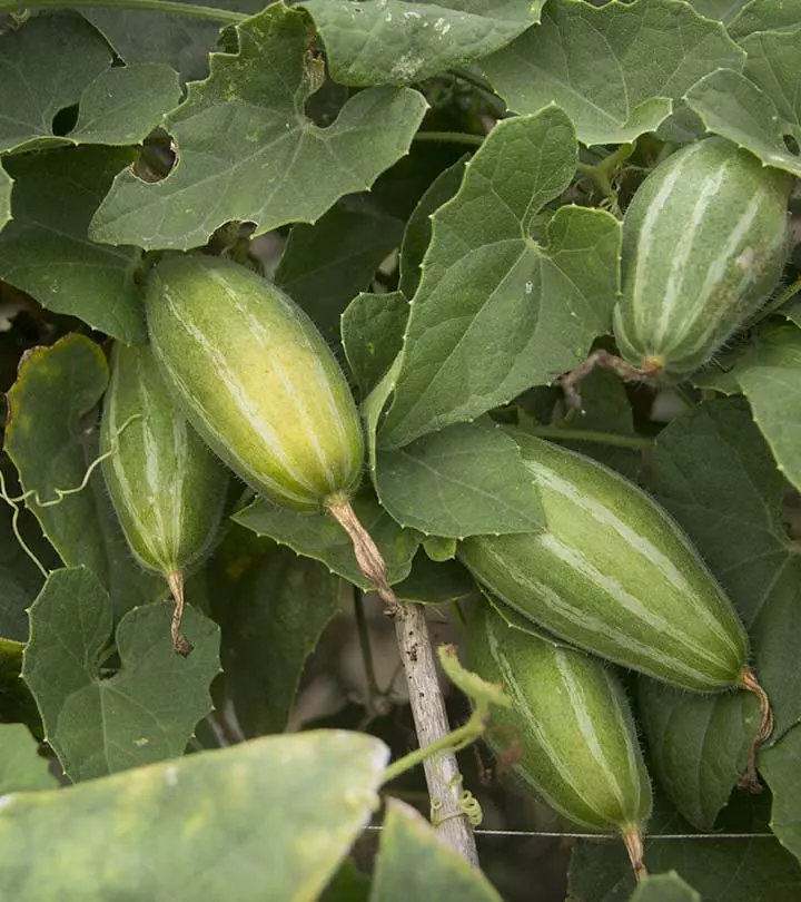 परवल के फायदे और नुकसान – Pointed Gourd (Parwal) Benefits and Side Effects in Hindi