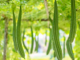 Ridge Gourd (Turai) Benefits and Side Effects in Hindi
