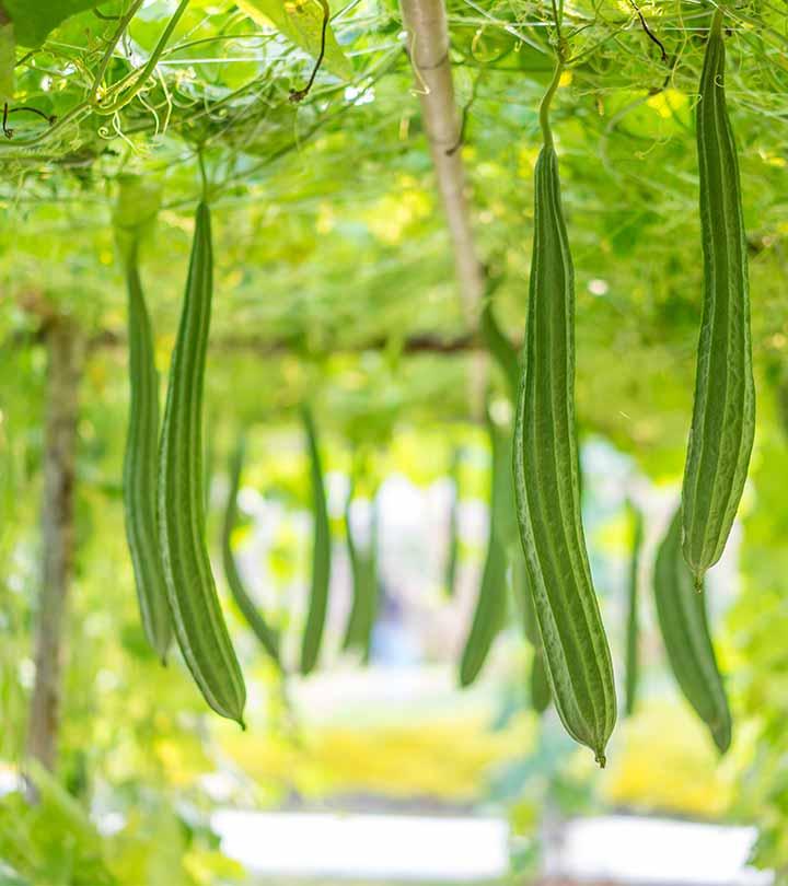 ridge-gourd-turai-benefits-and-side-effects