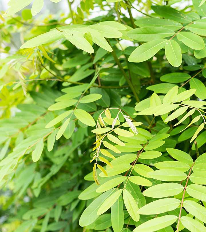 senna-leaf-benefits-and-side-effects