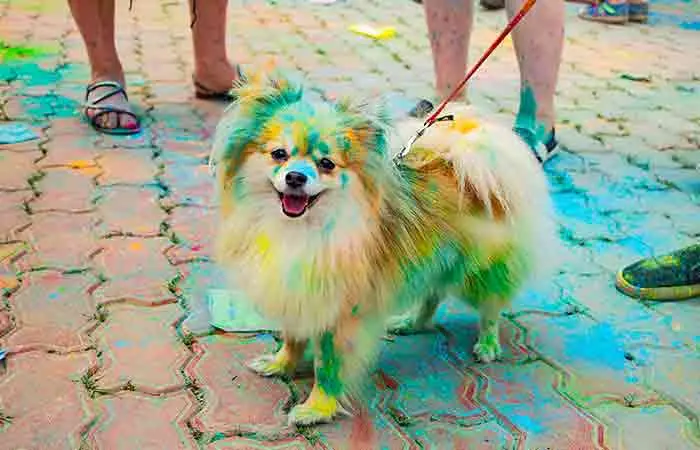 Throwing Color On Animals