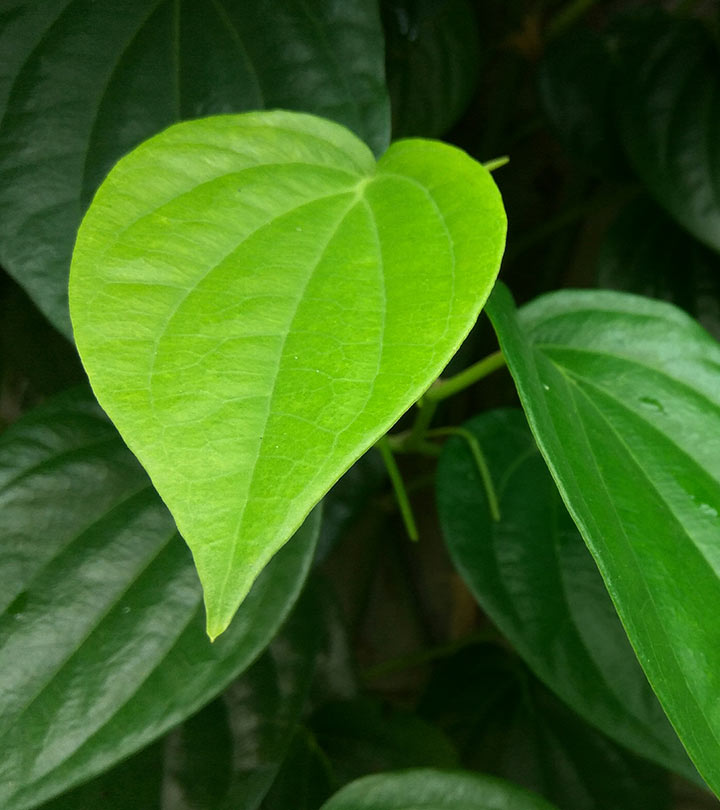 পান পাতার উপকারিতা, ব্যবহার এবং ক্ষতিকারক দিক – Betel Leaf Benefits, Uses and Side Effects in Bengali