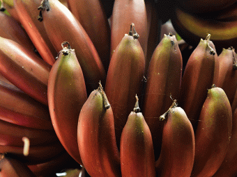 Red Banana Benefits and Side Effects in Hindi