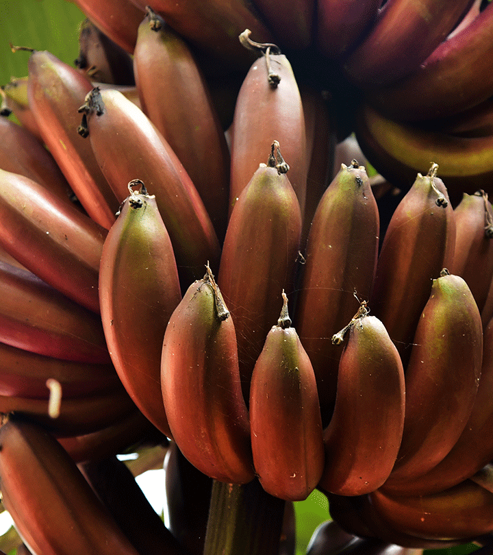 लाल केले के फायदे, उपयोग और नुकसान –  Red Banana Benefits and Side Effects in Hindi