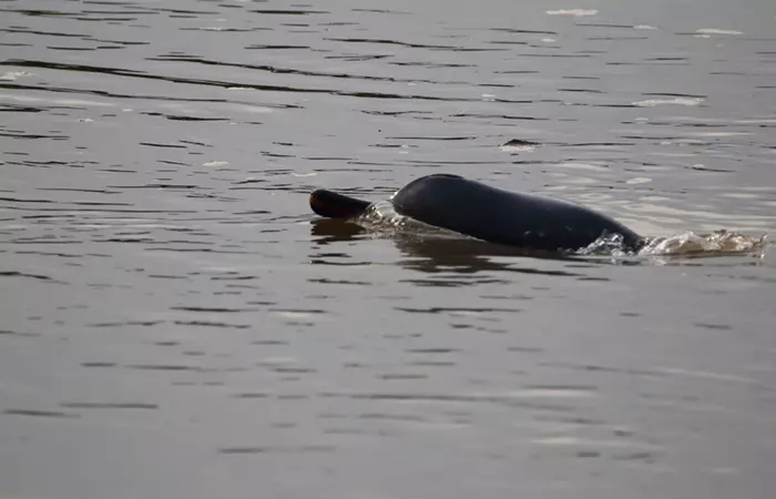 Critically Endangered South Asian River Dolphins Return To The Rivers Of Kolkata