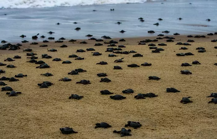 Olive Ridley Turtles Returned To Odisha Beaches After 7 Years