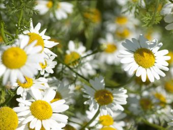 Akarkara Anacyclus pyrethrum Benefits, Uses and Side Effects