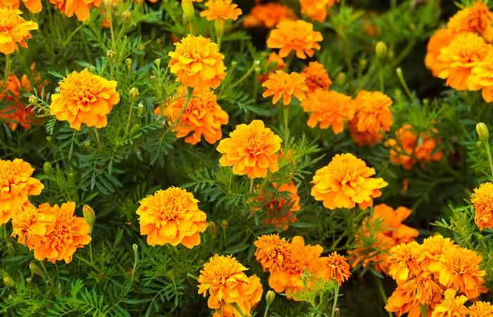 Beautiful marigold flowers