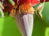 केले के फूल के फायदे, उपयोग और नुकसान - Banana Flower Benefits ...