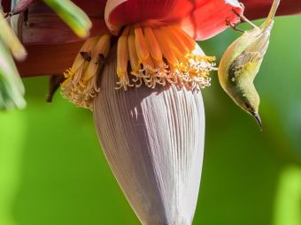 Banana Flower Benefits, Uses and Side Effects in Hindi