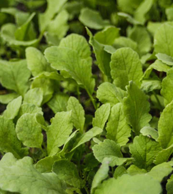 Radish Leaves Benefits and Side Effects in Hindi