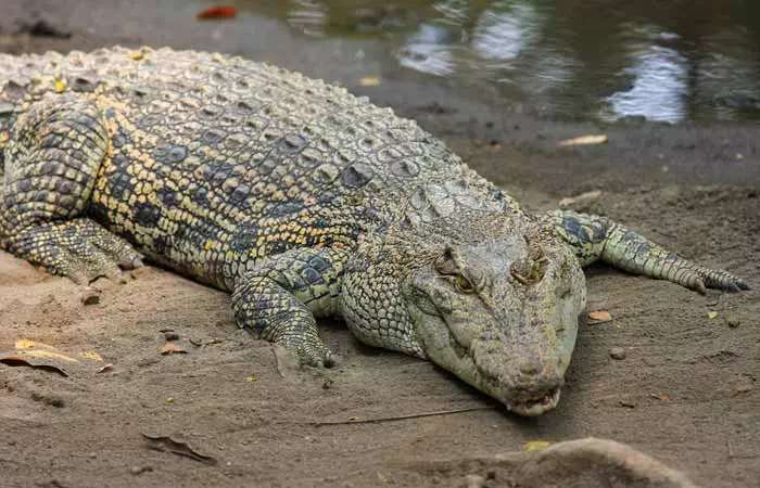 Crocodile Dung For Bathing